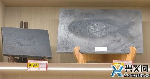 古生物化石工藝品 讓游客把貴州龍帶回家